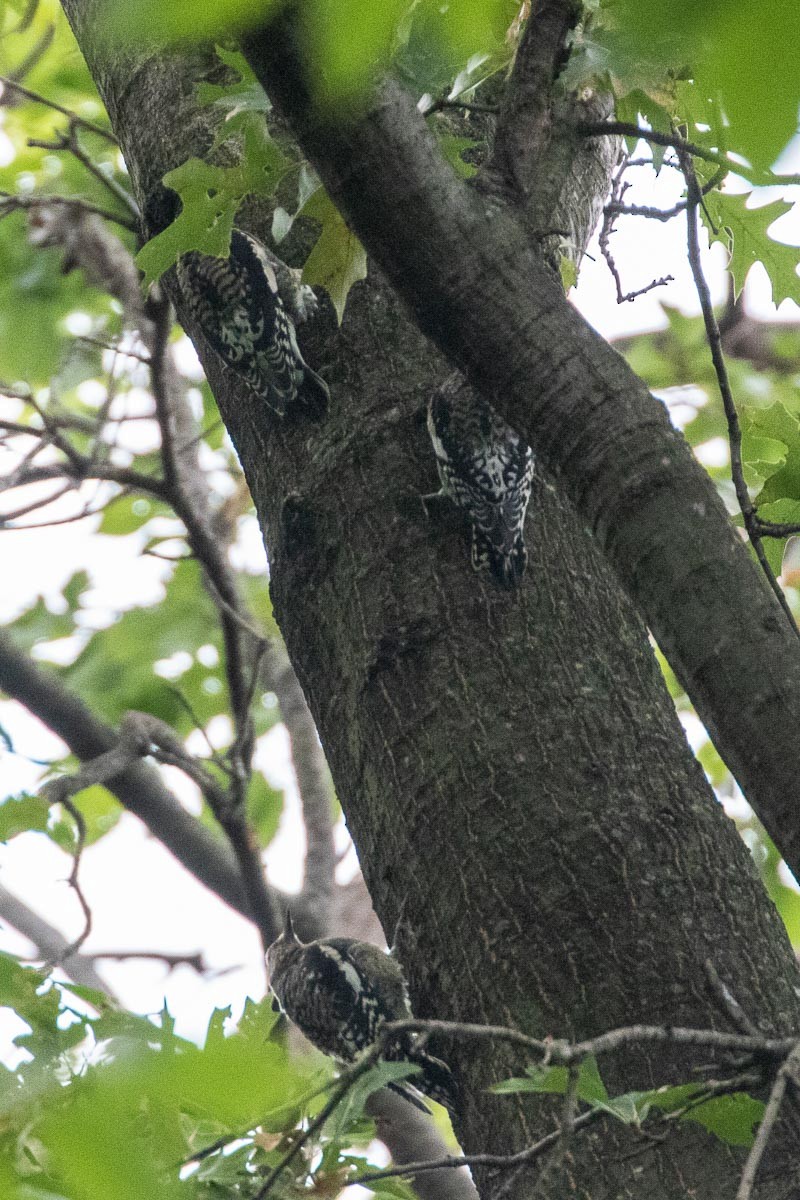 Yellow-bellied Sapsucker - ML266059061
