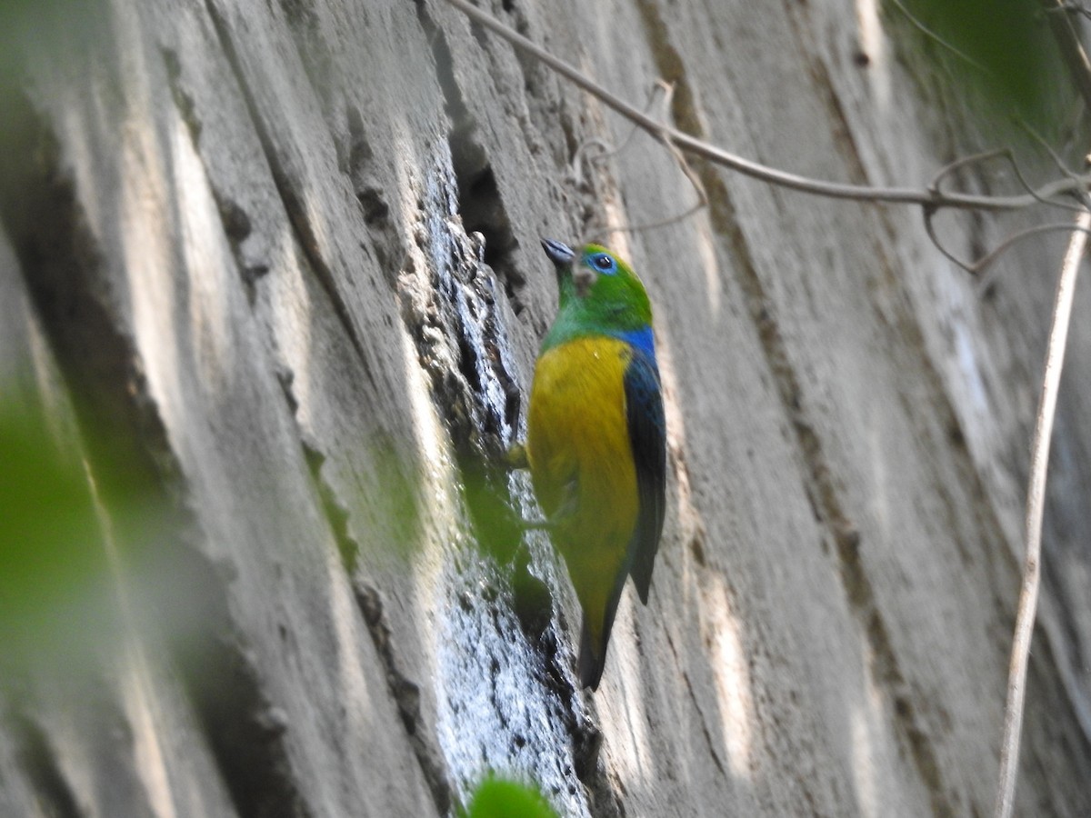 Blue-naped Chlorophonia - ML266059361