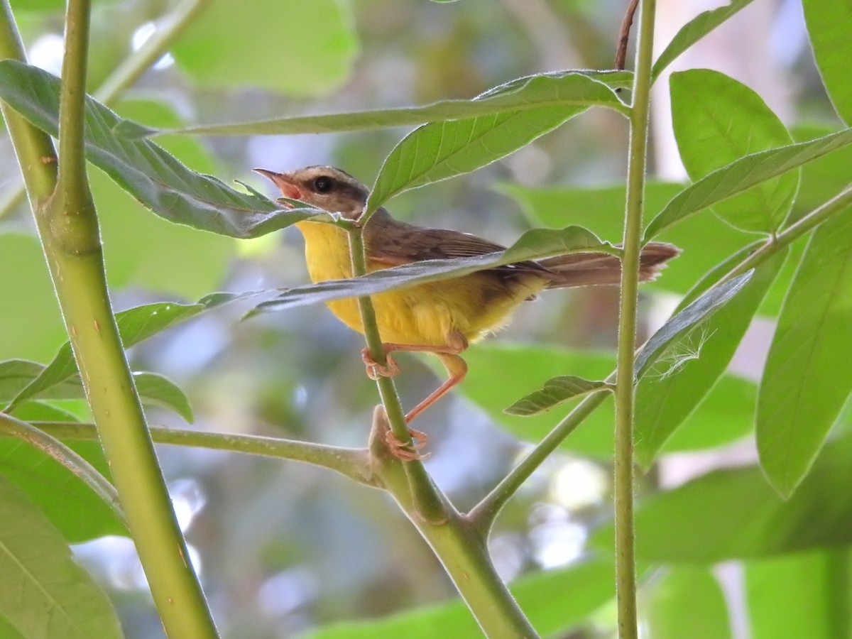 Golden-crowned Warbler - ML266059441