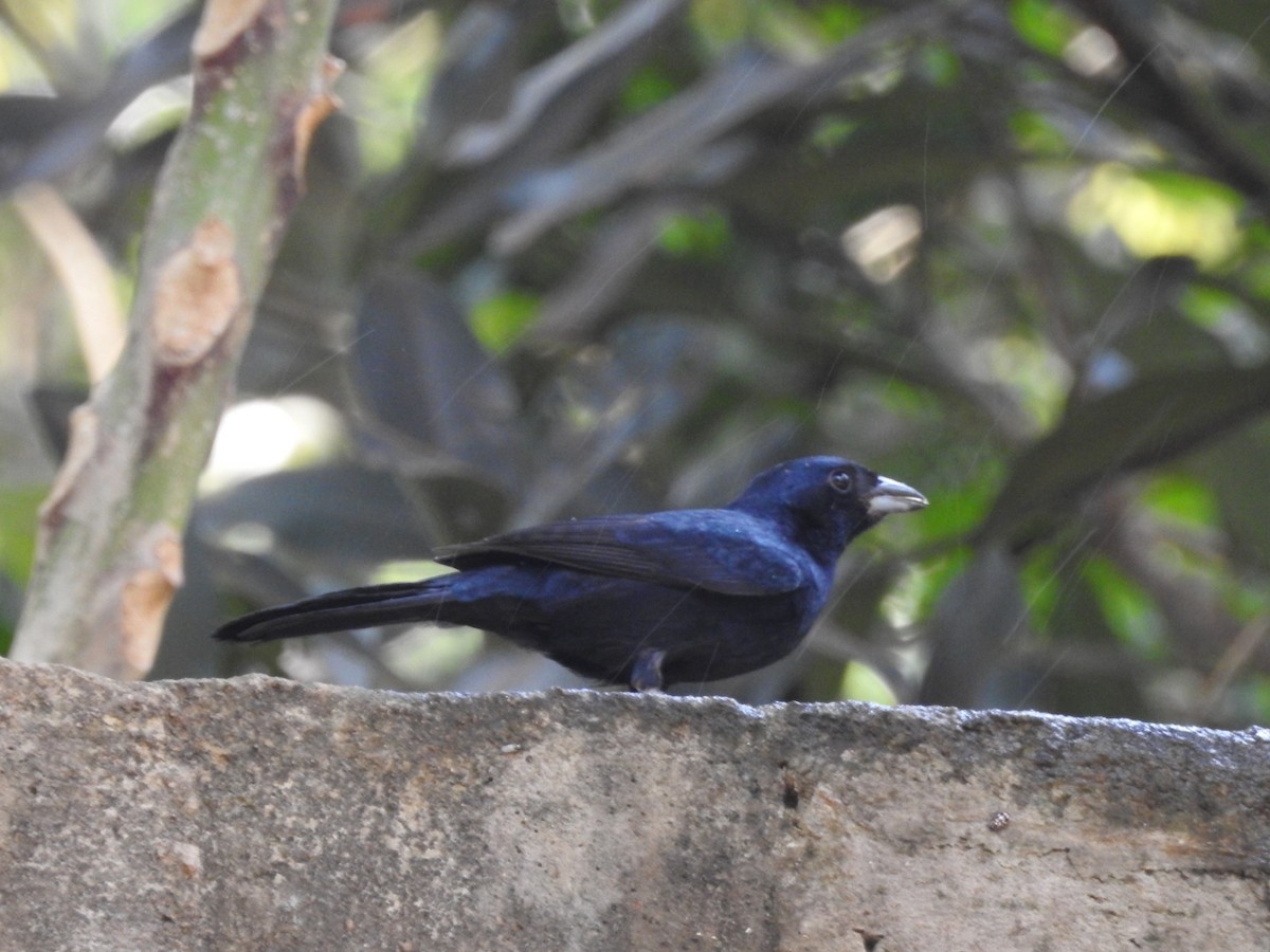 Ruby-crowned Tanager - ML266059701