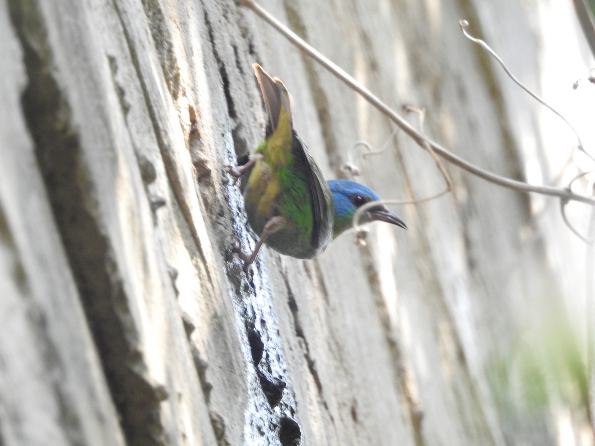 Blue Dacnis - ML266059791