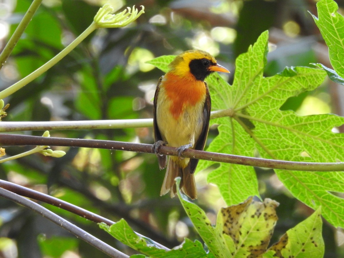 Guira Tanager - ML266059921