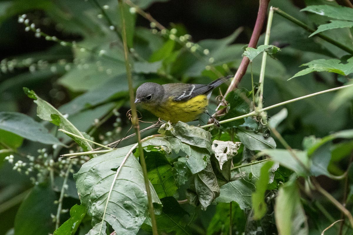 Magnolia Warbler - Barrie Raik