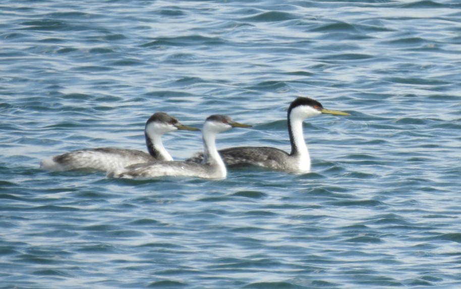 Western Grebe - ML266060431