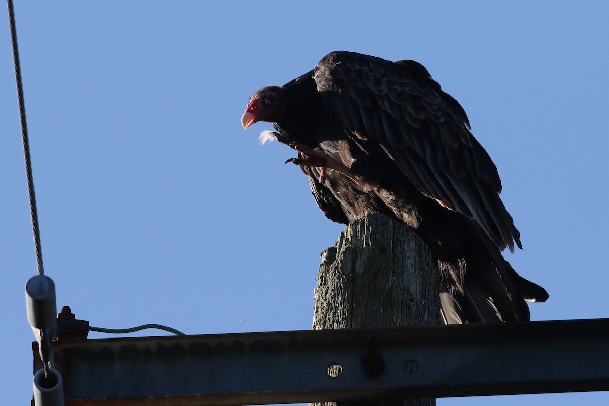 Turkey Vulture - ML266060451
