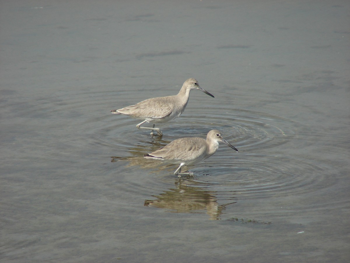 Willet - Pamela Hunt