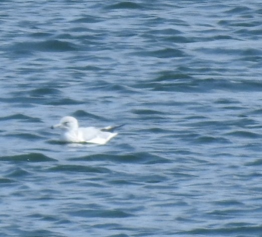 Ring-billed Gull - MaryAnn Clayton