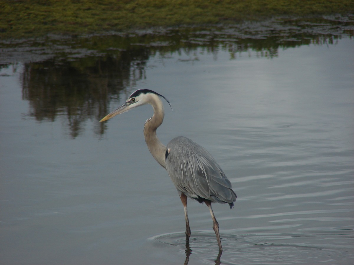 Great Blue Heron - Pamela Hunt