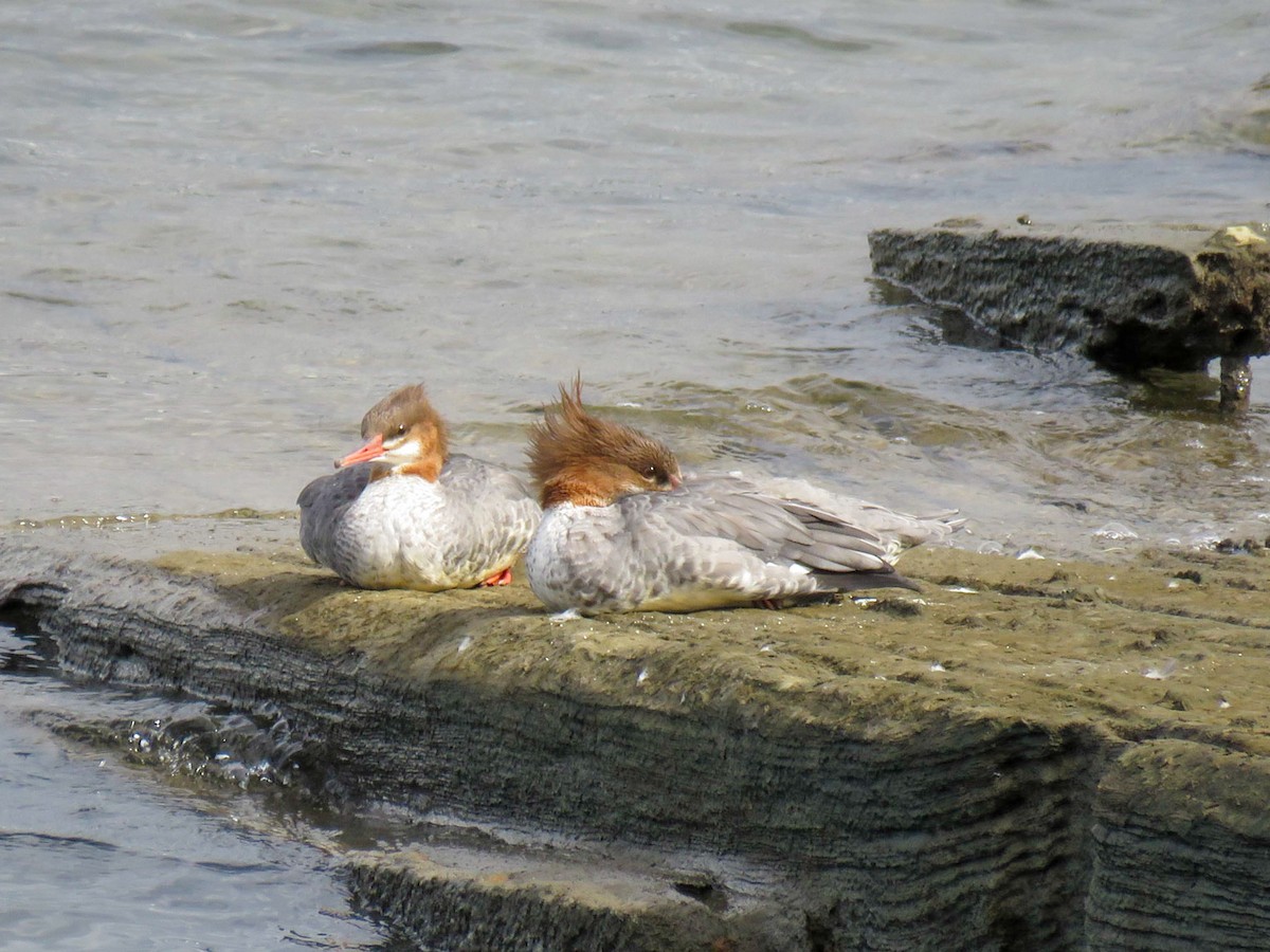 Common Merganser - ML266063901