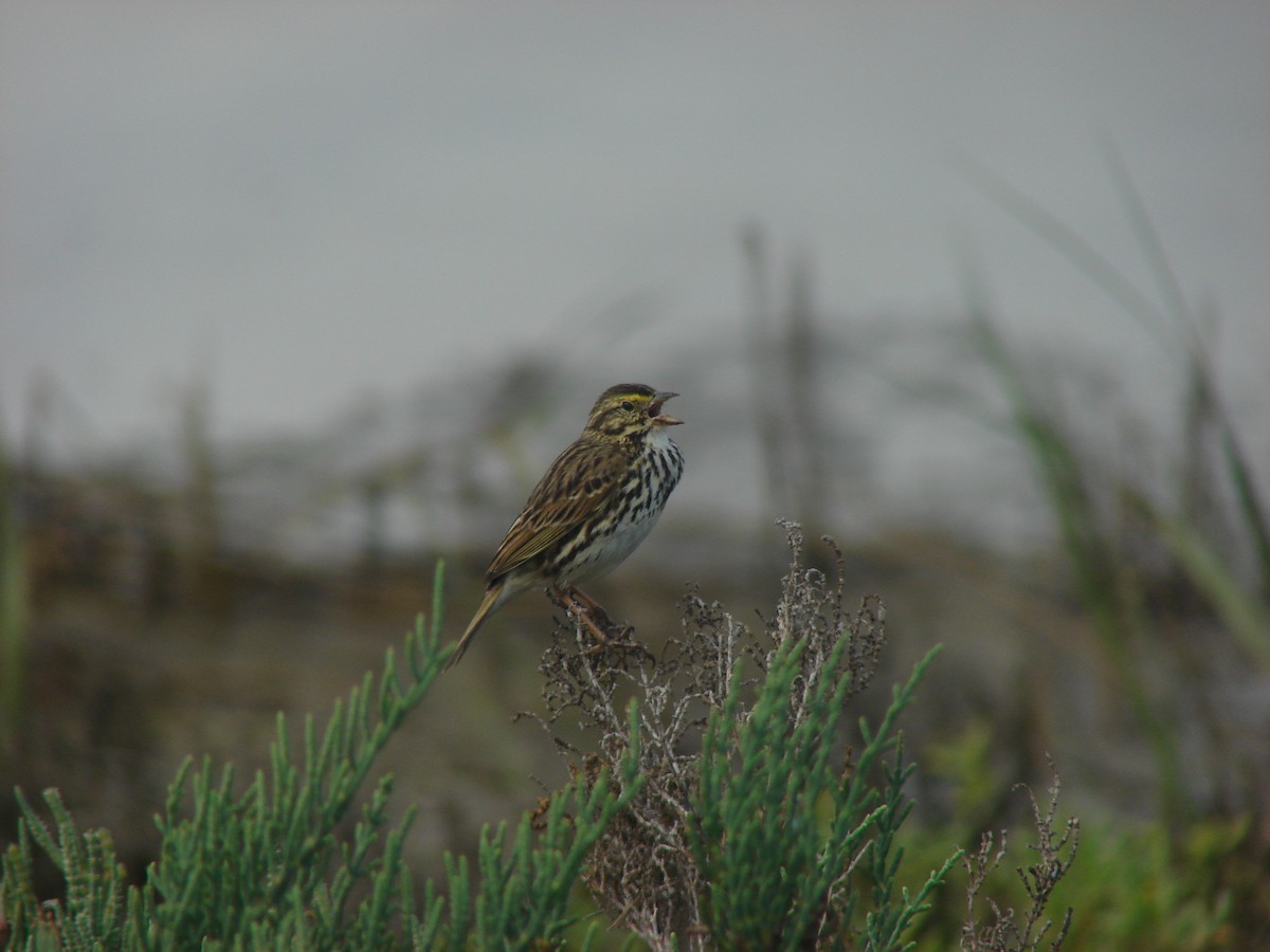 Savannah Sparrow (Belding's) - ML266063931