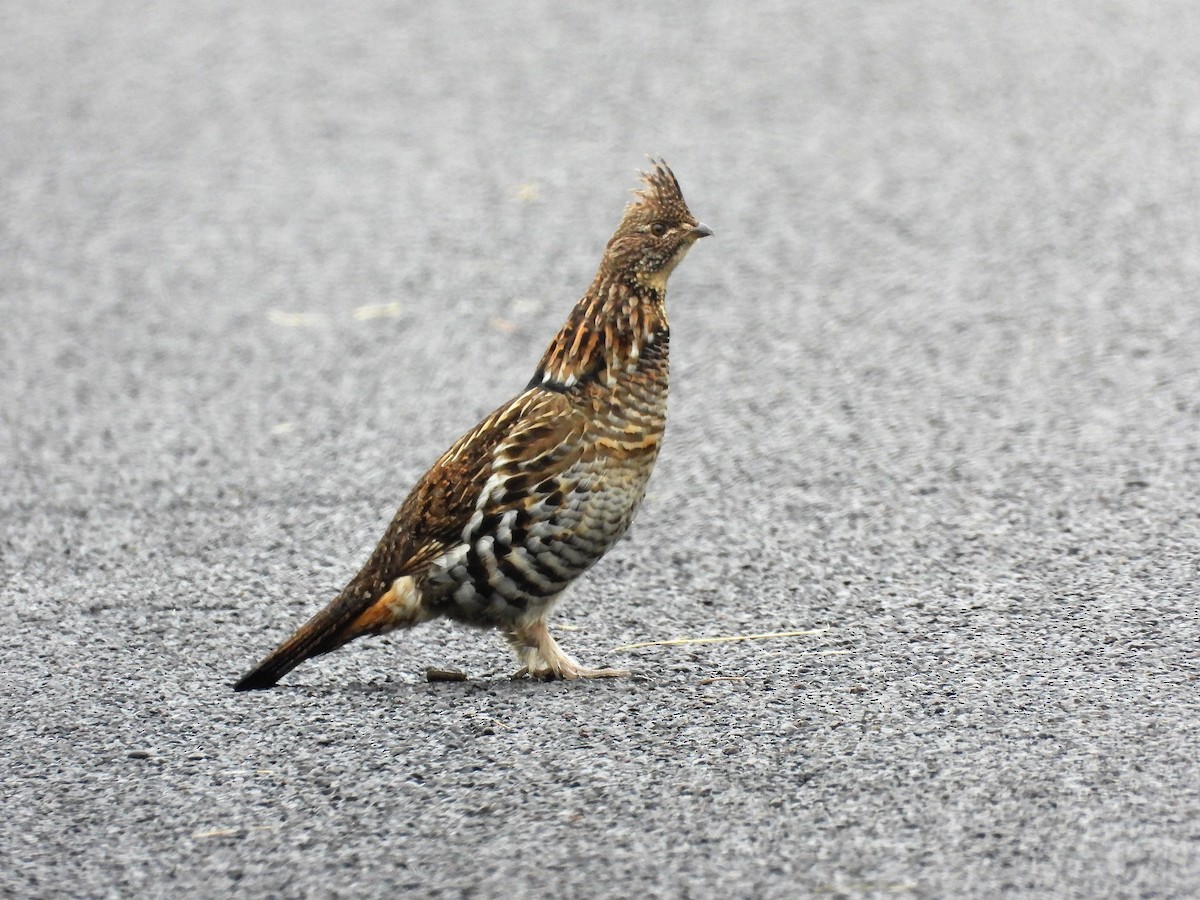 Ruffed Grouse - ML266065831