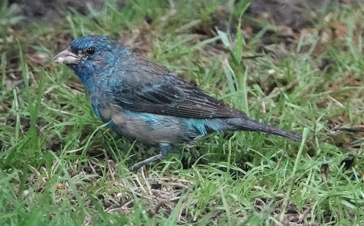 Indigo Bunting - Ann Nightingale