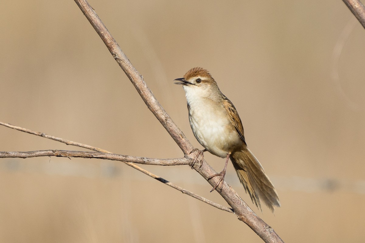 Tawny Grassbird - David Southall