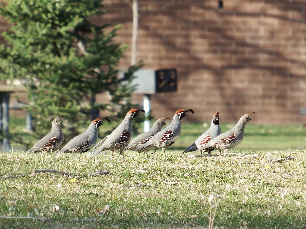 Gambel's Quail - Chris Rurik