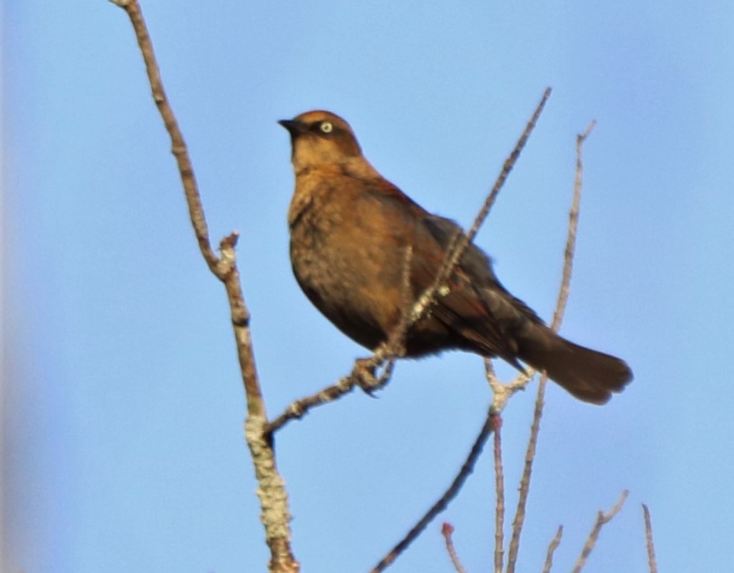 Rusty Blackbird - ML266069021