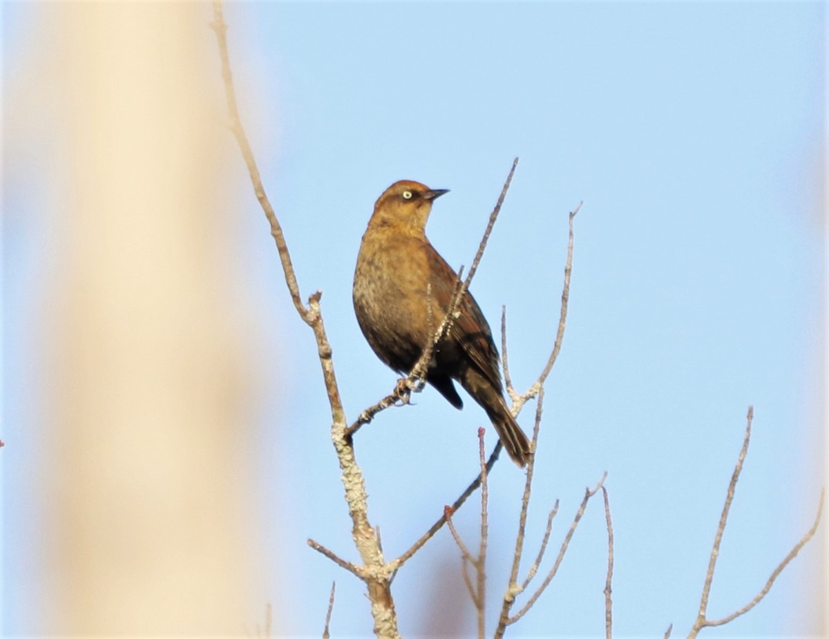 Rusty Blackbird - ML266069031