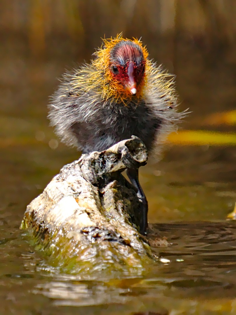 Eurasian Coot - ML266070291