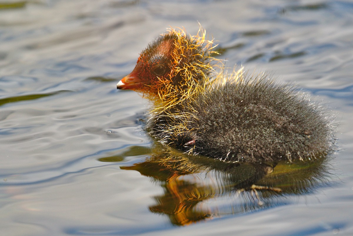 Eurasian Coot - ML266070351