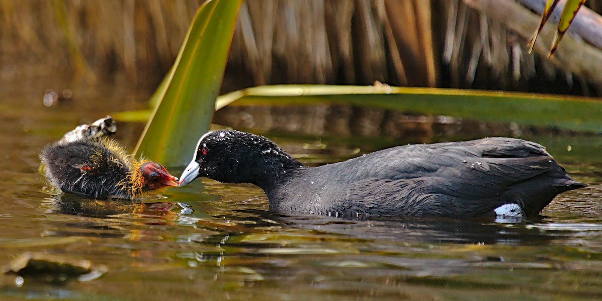 Eurasian Coot - ML266070391