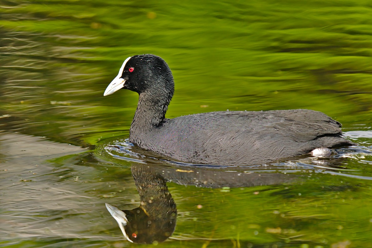 Eurasian Coot - ML266070401