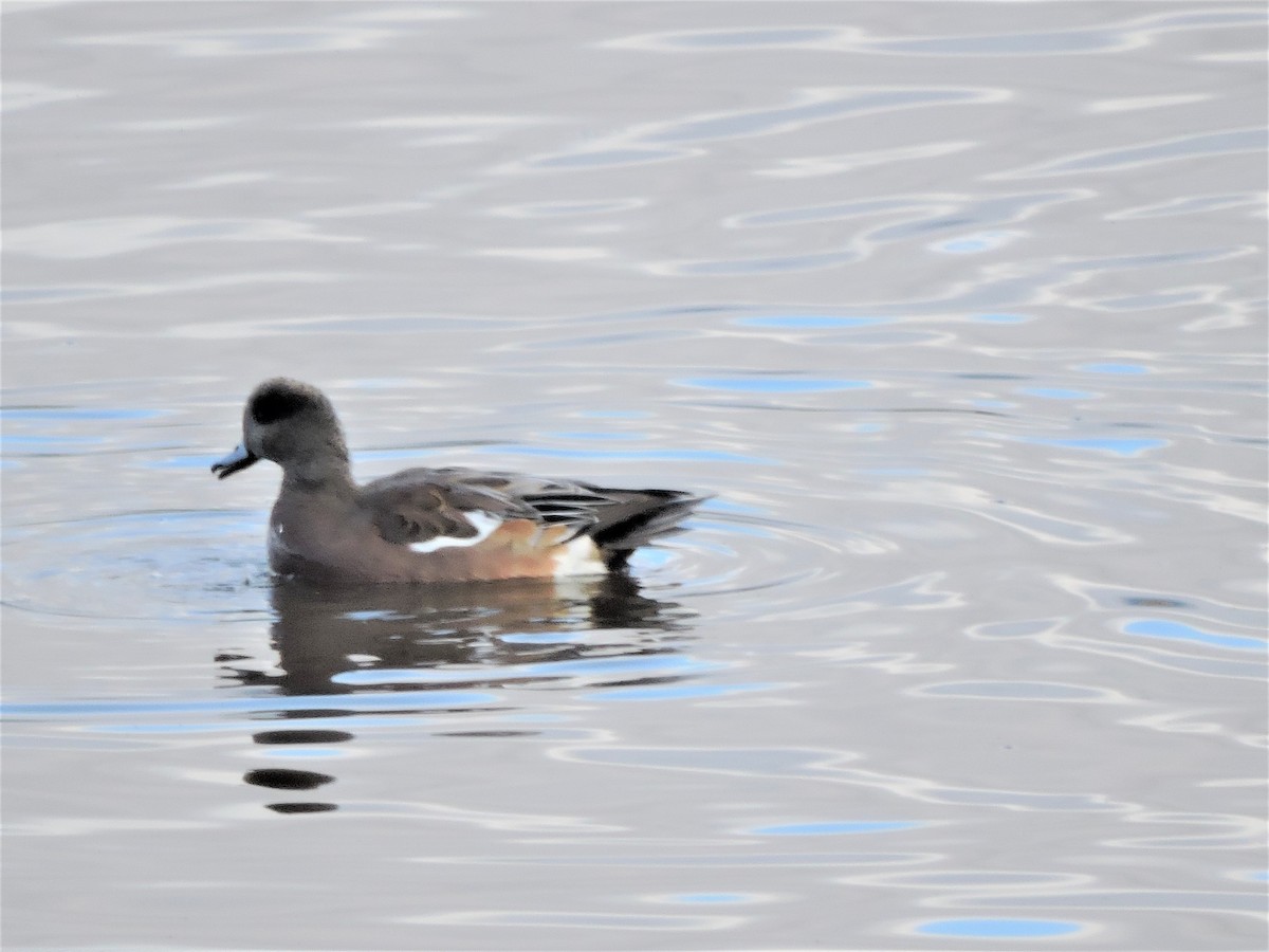 American Wigeon - ML266073251