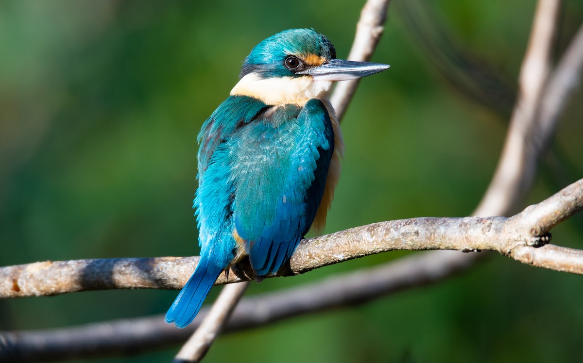 Sacred Kingfisher - ML266075141