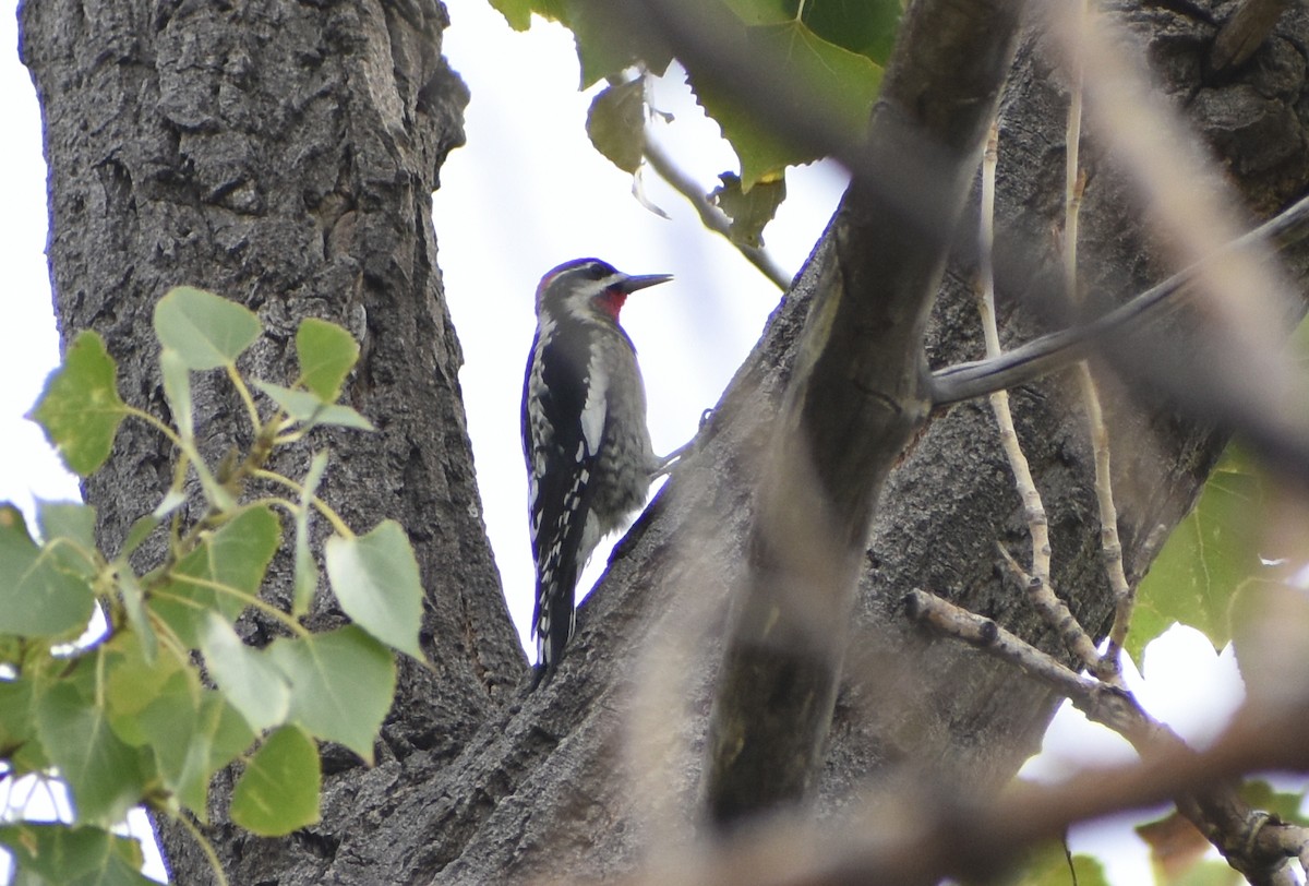 Red-naped Sapsucker - Ryan Claar