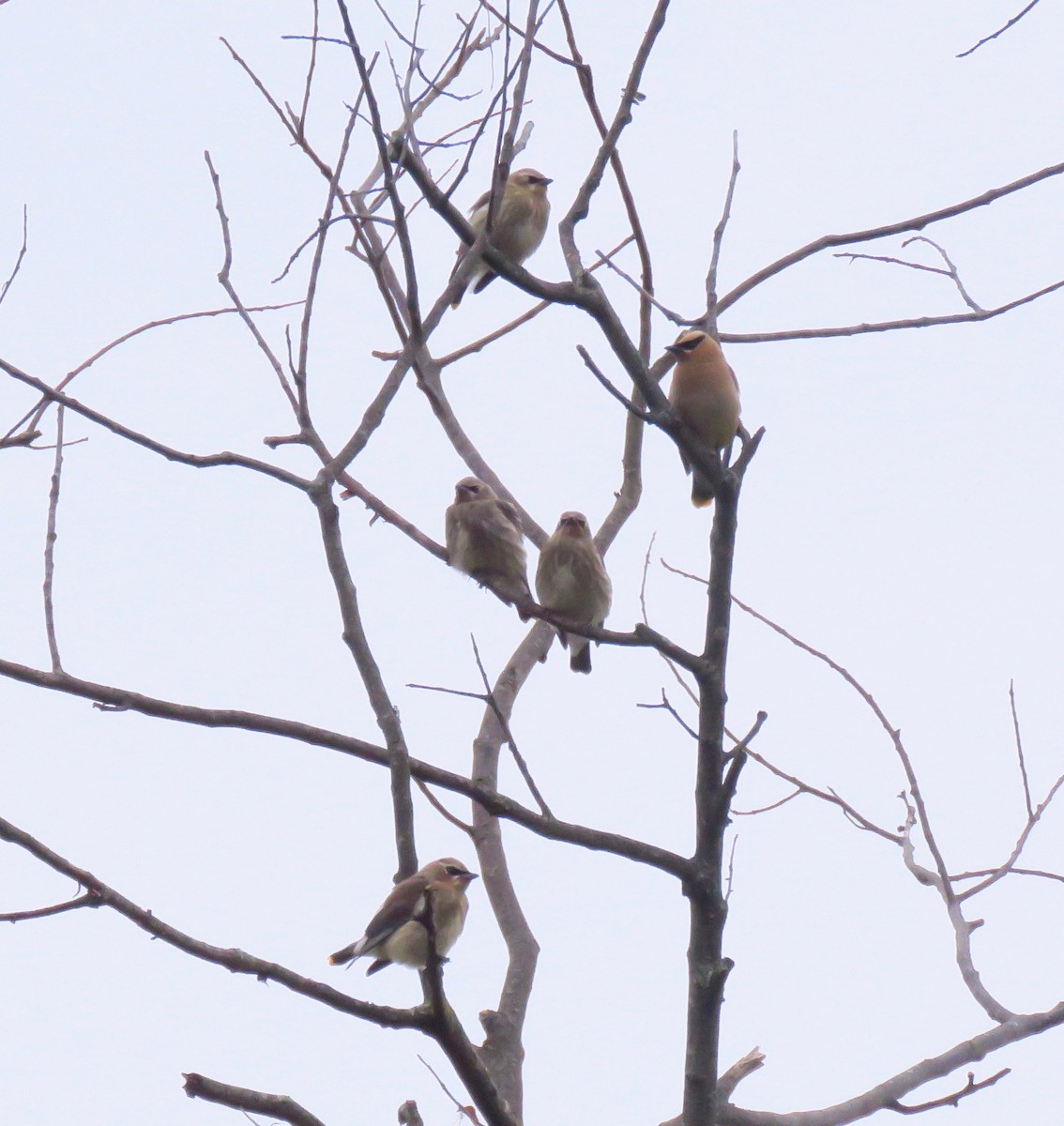 Cedar Waxwing - ML266075341