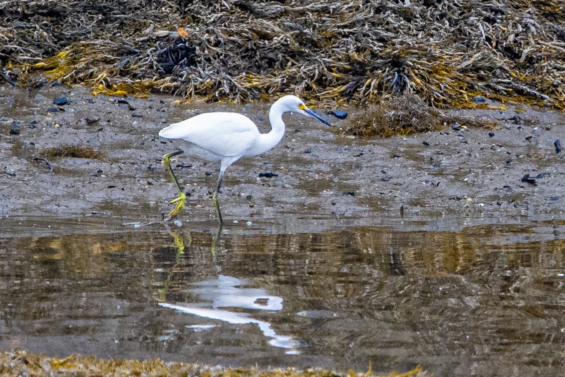 Snowy Egret - ML266075811