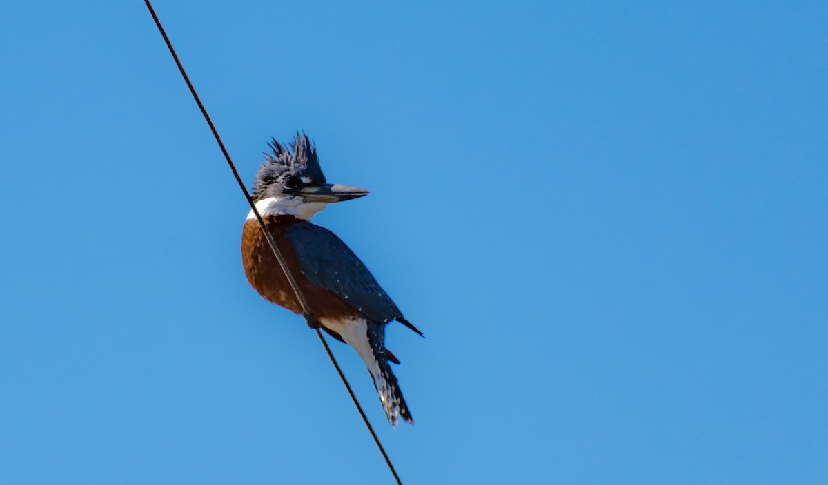Ringed Kingfisher - ML266077781