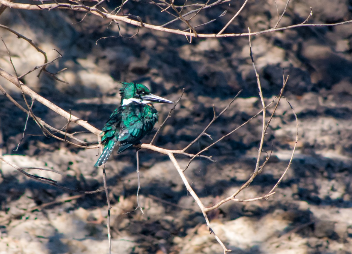 Amazon Kingfisher - ML266077811