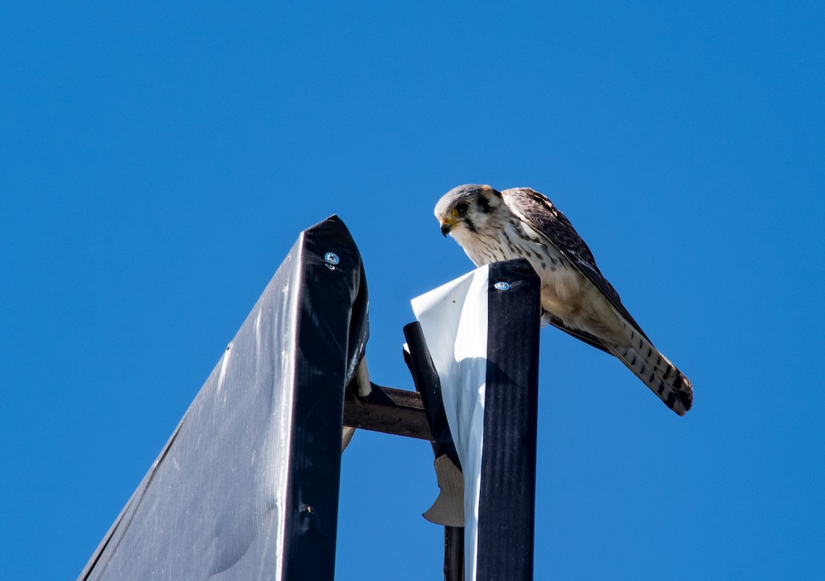 American Kestrel - ML266079471