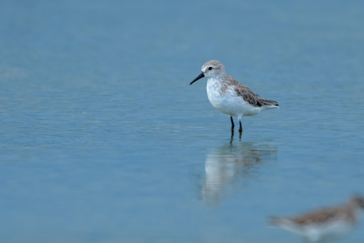 Bergstrandläufer - ML266079731