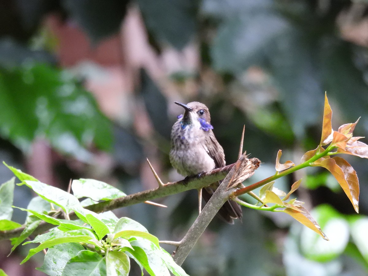 Brown Violetear - Carlos Ulate