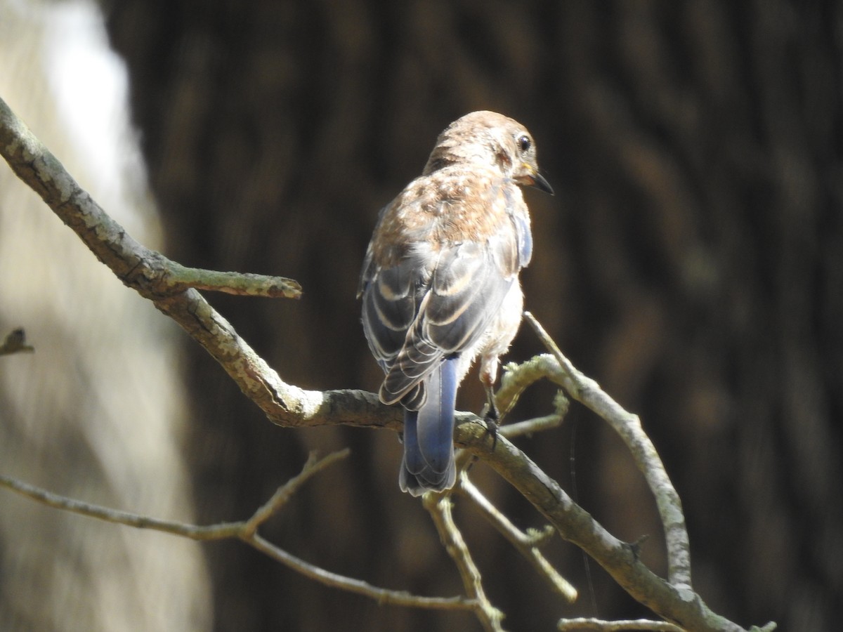 Eastern Bluebird - ML266082651