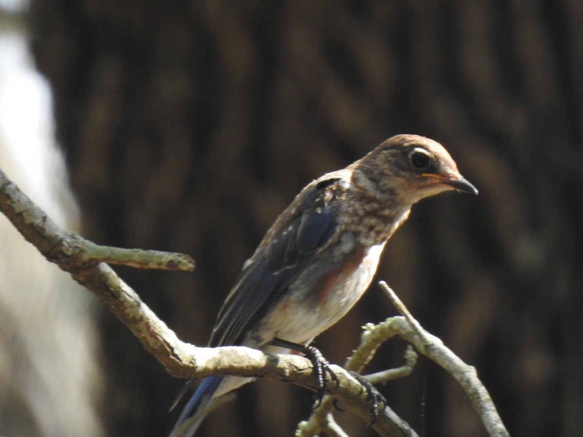 Eastern Bluebird - ML266082691