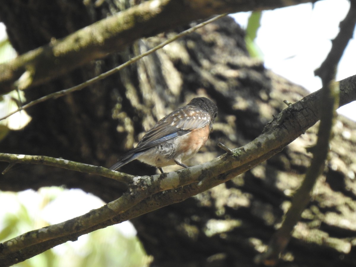 Eastern Bluebird - ML266082701