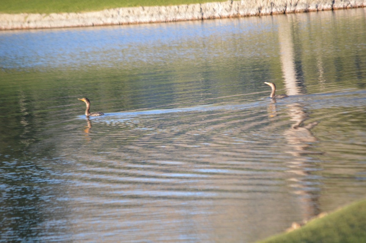 Double-crested Cormorant - ML26608521