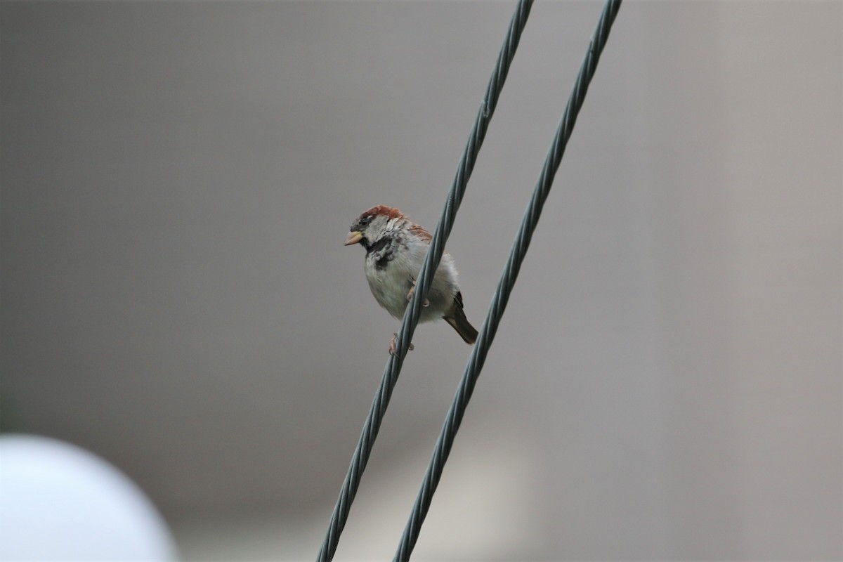 House Sparrow - ML266086731