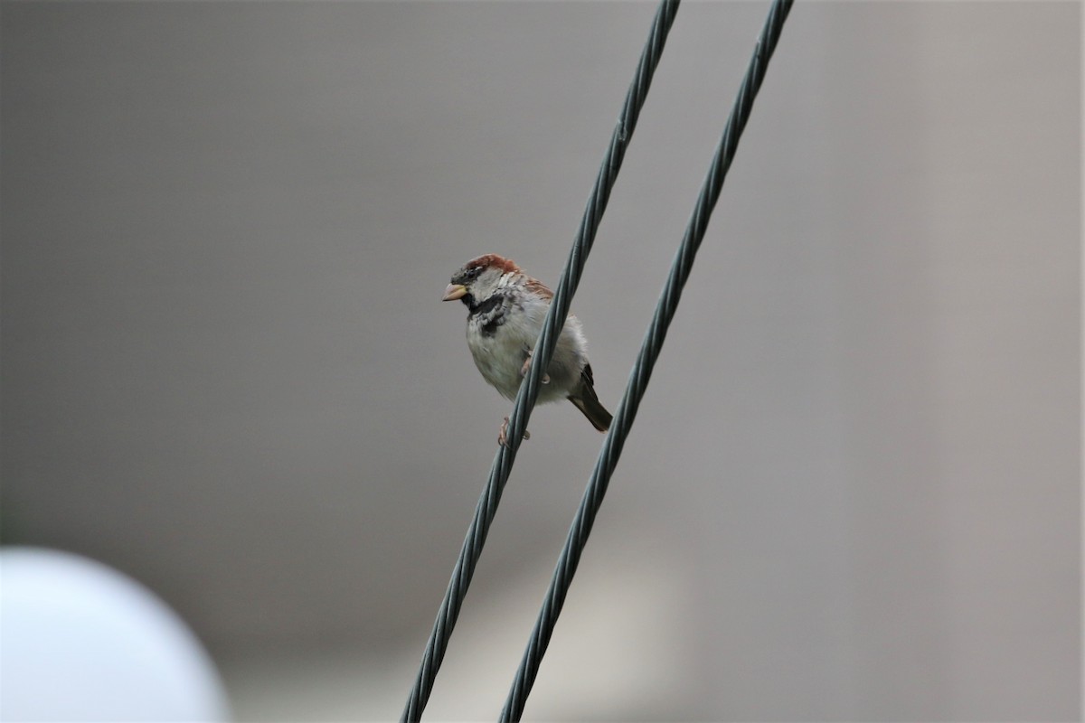 House Sparrow - ML266086741
