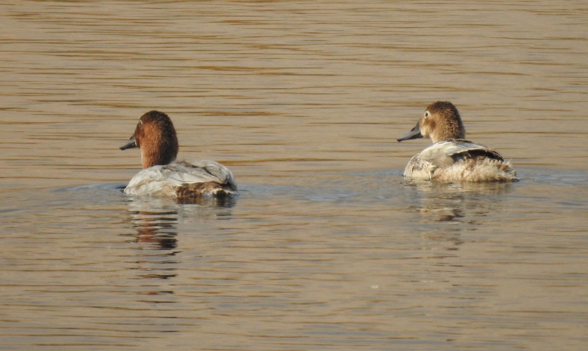 Canvasback - ML266087151