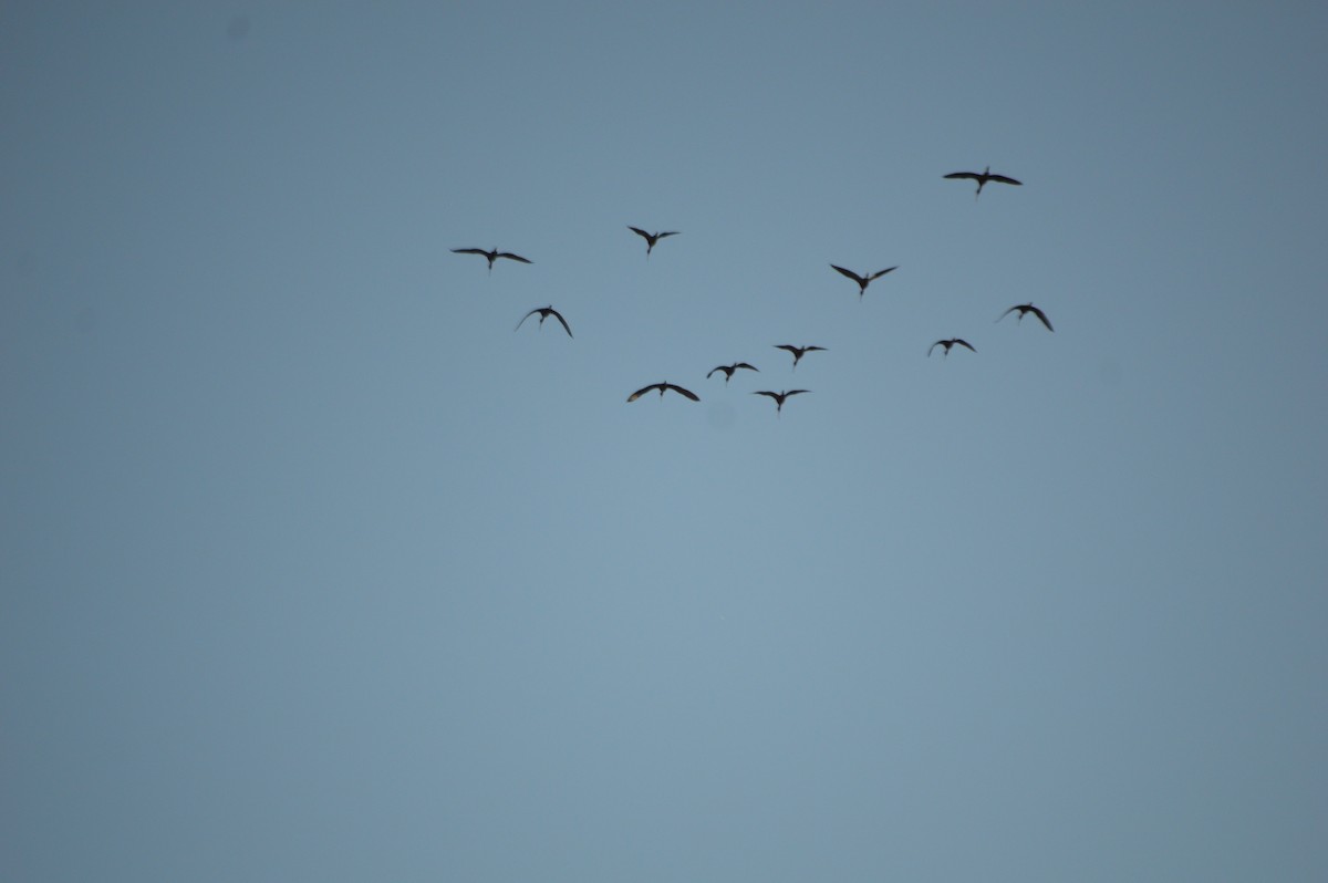 White-faced Ibis - ML26608741