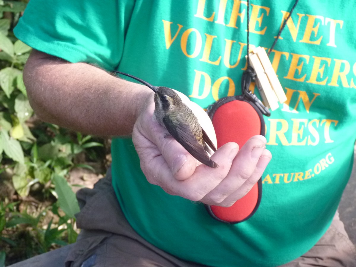 Long-billed Hermit (Baron's) - ML266087611