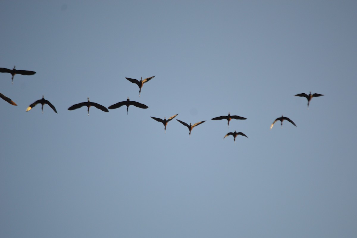 White-faced Ibis - ML26608771