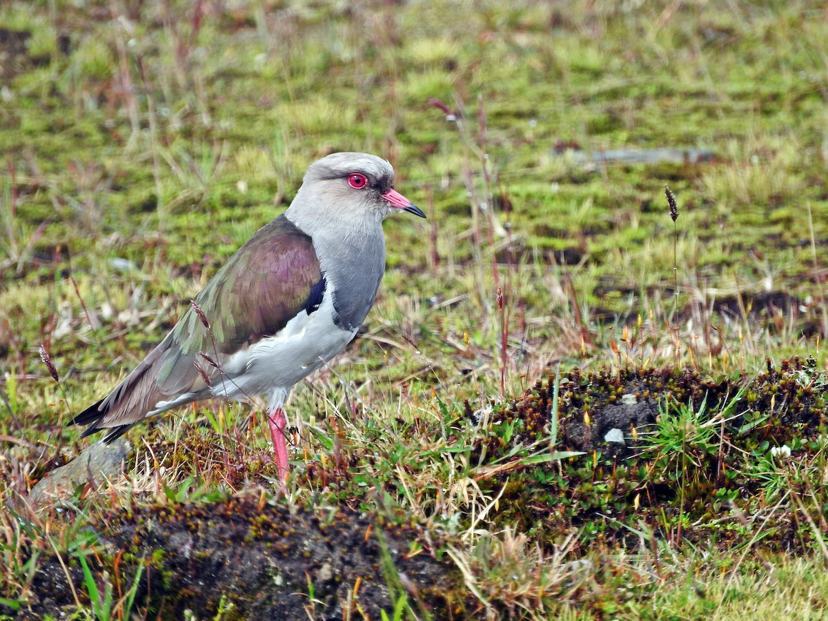 Andean Lapwing - ML266088201