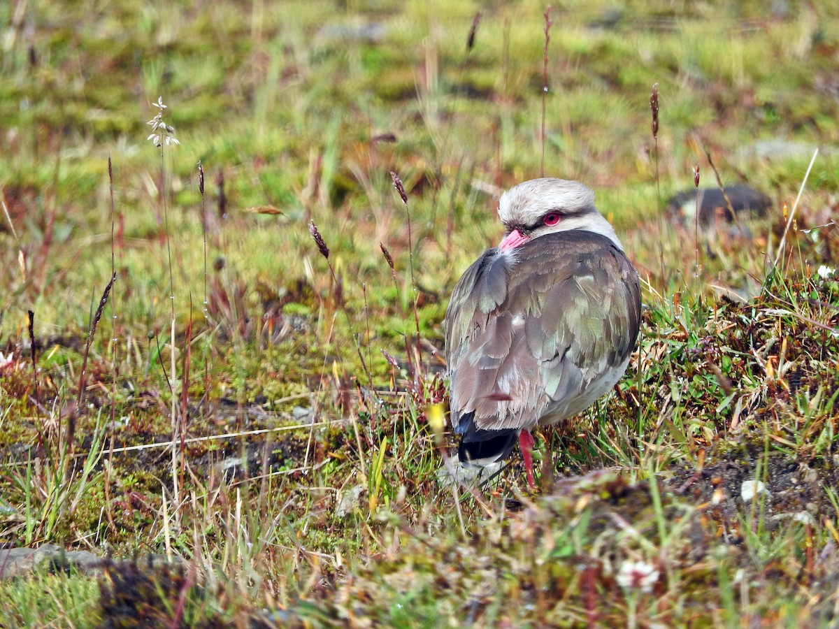 Andean Lapwing - ML266088441