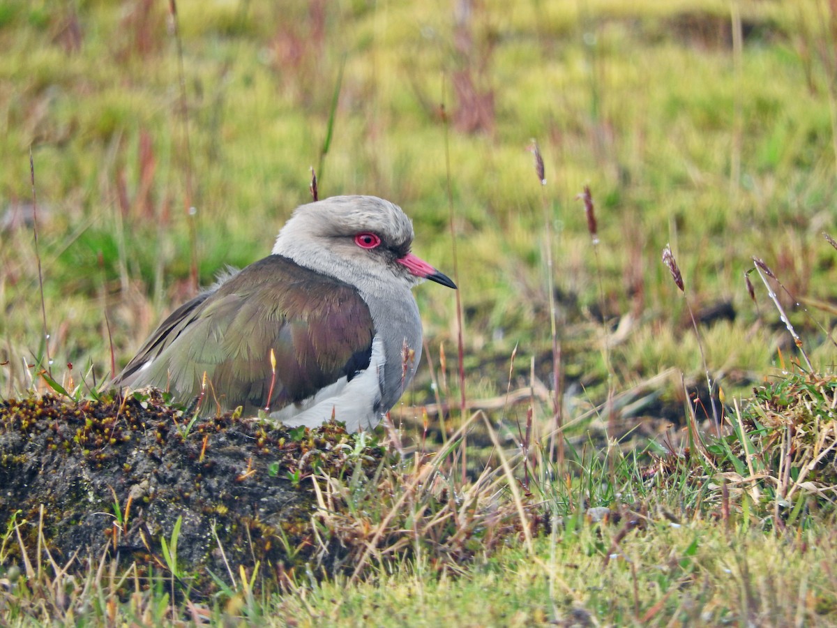 Andean Lapwing - ML266088631