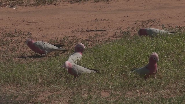 rosenkakadu - ML266088681