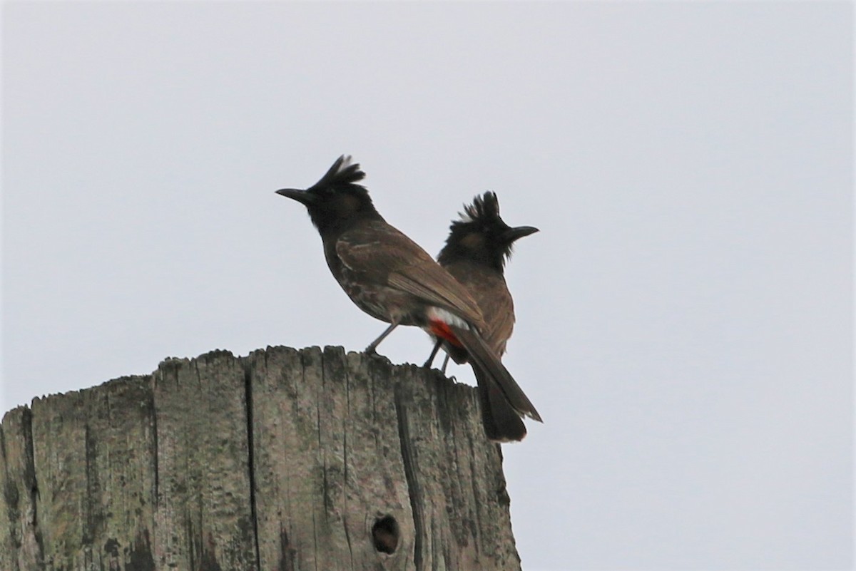 Red-vented Bulbul - ML266088881