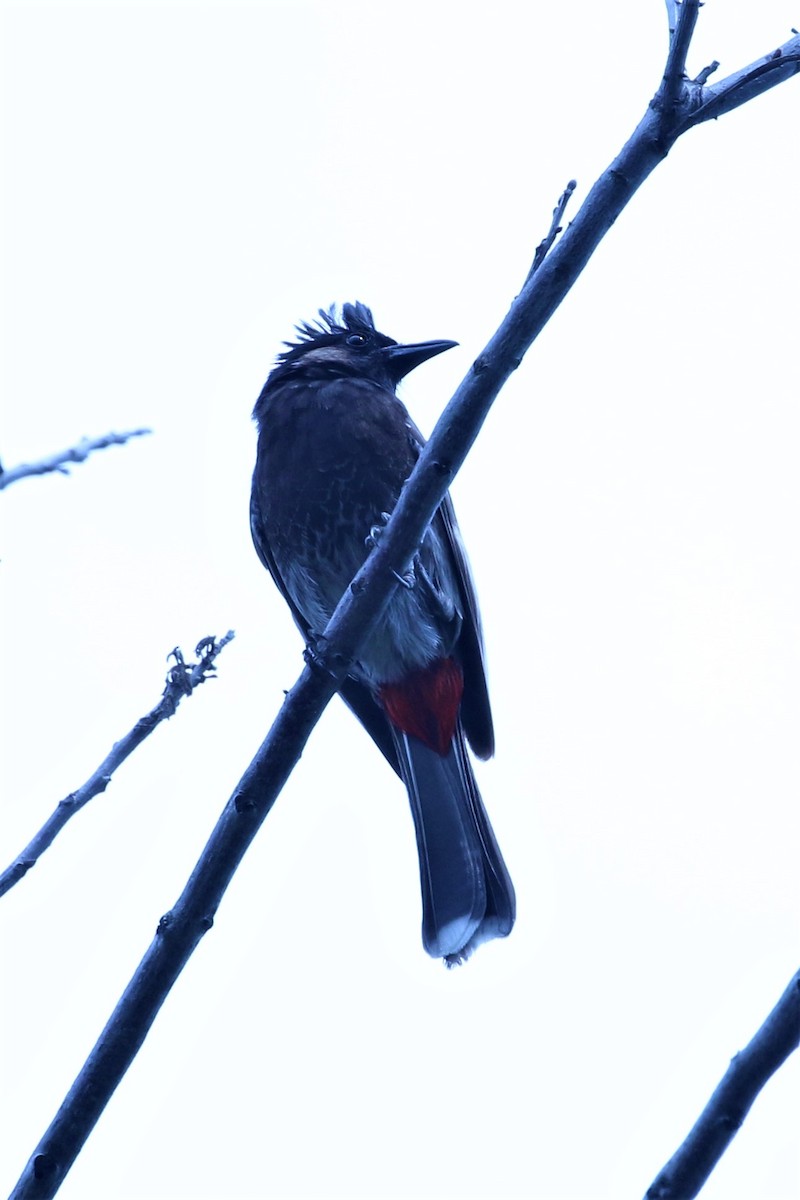 Red-vented Bulbul - ML266088901